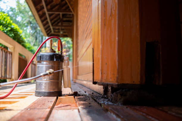 Best Ant Control Services  in Johnson City, NY
