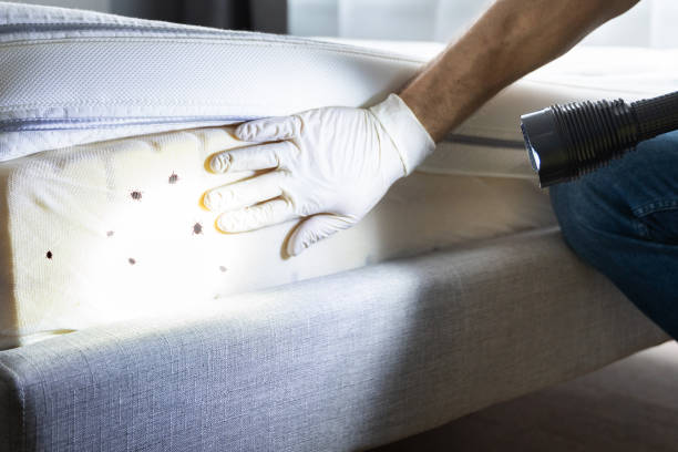 Best Ant Control Services  in Johnson City, NY