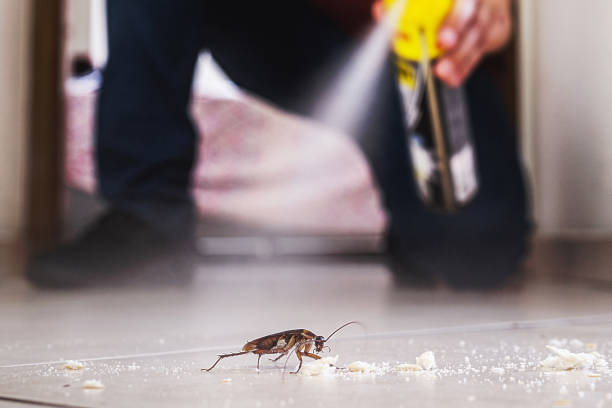 Best Emergency Pest Control  in Johnson City, NY