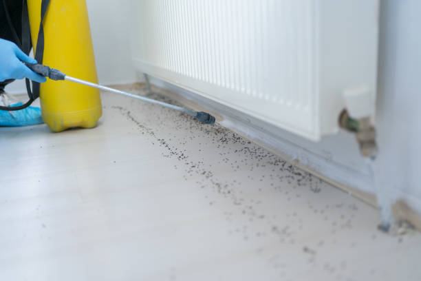 Best Local Pest Control Services  in Johnson City, NY